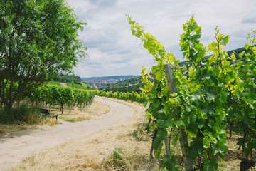 Fototapeta na wymiar road and vineyard with trees on sides in Wurzburg, Germany