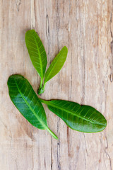 Fresh Cashew leaves