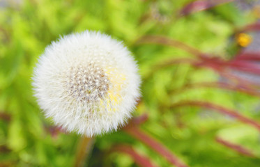 タンポポ　綿毛　素材