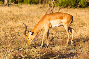 A male impala grazes on the grass in the Kruger park, South Africa