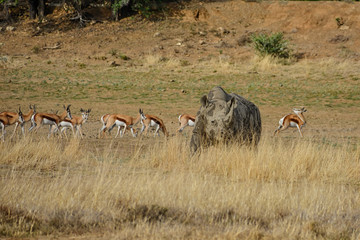 Black Rhinoceros