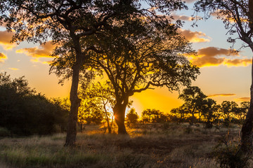 Sunset over the Kruger park, South Africa - obrazy, fototapety, plakaty
