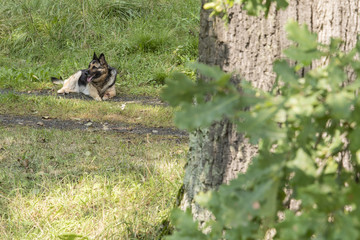 A lying German shepherd behind an oak tree.