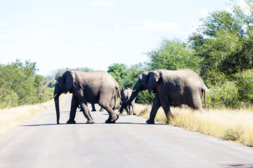 Obraz na płótnie Canvas Elephants crossing the road while protecting the young, Kruger park, South Africa.