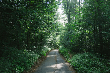 Fototapeta premium road between green trees in beautiful forest in Hamburg, Germany