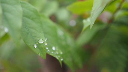 Leaves with water drops. Green leaf with water drops for background.