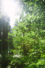 forest with leafy trees under sunlight in Hamburg, Germany