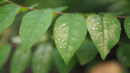 Leaves with water drops. Green leaf with water drops for background.