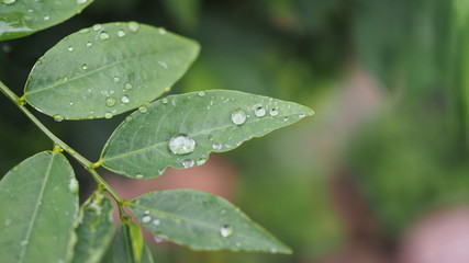 Leaves with water drops. Green leaf with water drops for background.