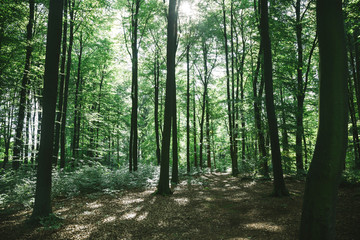 Obraz premium green forest with trees under sunlight in Hamburg, Germany