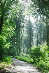 road in beautiful green forest in Hamburg, Germany © LIGHTFIELD STUDIOS