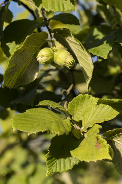 Ripe green hazelnuts on a tree.