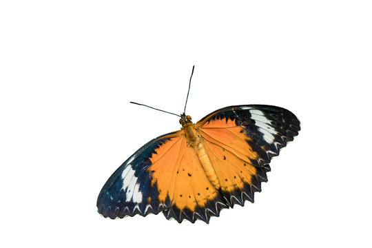Beautiful orange cethosia cyane butterfly isolated on white background. Close focus of beautiful orange tiger butterfly isolated flying wing with copy space for text or advertising on white background