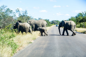 Elephants crossing the road while protecting the young, Kruger park, South Africa.