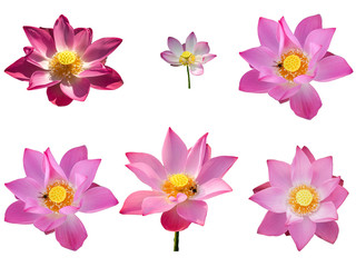 Fresh set pink lotus petal flower isolated on white background. Close focus of beautiful pink lotus flowers isolated is blooming with copy space for text or advertising on white background 