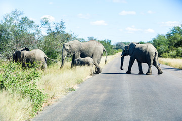 Fototapeta na wymiar Elephants crossing the road while protecting the young, Kruger park, South Africa.