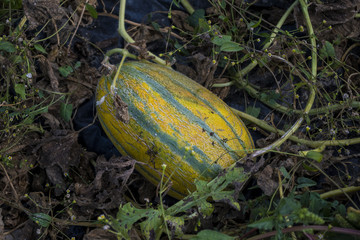 Obraz premium Fresh delicious mature melons grow organically in the field.