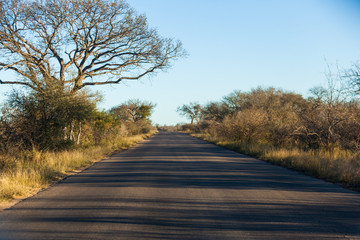 A long tar roadie the Kruger park, South Africa