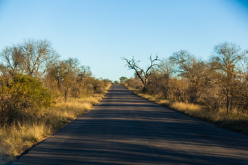 A long tar roadie the Kruger park, South Africa