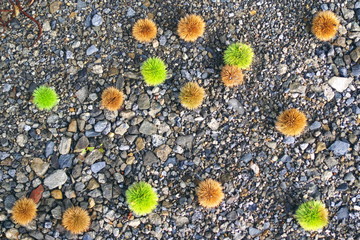 地面に落ちた栗の実 - Green and brown chestnuts on the ground
