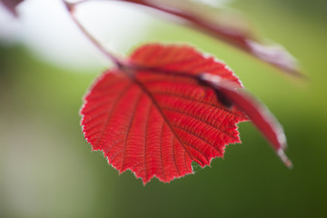 Rotes Blatt