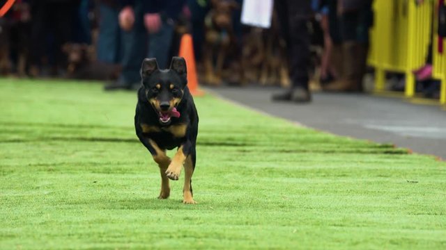 Black and brown kelpie dog racing.