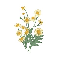 Kamillenblüten, Knospen und Blätter handgezeichnet auf weißem Hintergrund. Botanische Zeichnung von blühenden krautigen Pflanzen oder Heilkräutern, die in der Phytotherapie verwendet werden. Vektor-Illustration im Vintage-Stil. © Good Studio