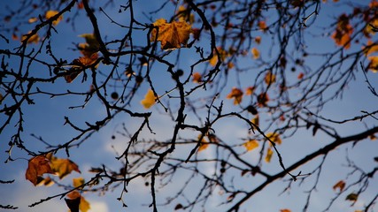 Autumn in Bois de Vincennes, Paris