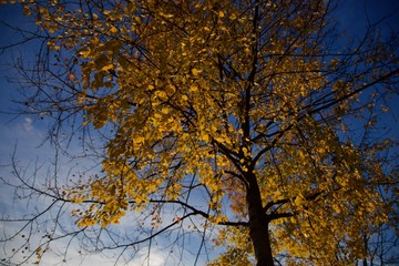 Autumn tree in Paris, Bois de Vincennes