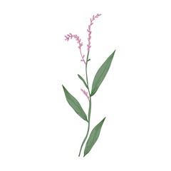 Water pepper or marshpepper knotweed flowers and leaves isolated on white background. Elegant drawing of edible flowering plant or wild herb. Natural vector illustration in beautiful retro style.