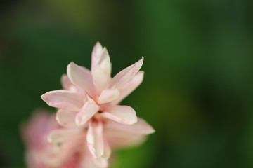 Fototapeta na wymiar Background of flowers frame, Beautiful flower for background.