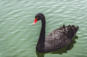 Black Swan (Cygnus atratus) in the lake. Lithuania, Moletai