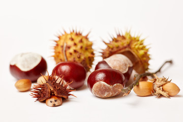 Kastanien und Eicheln im Herbst zum Basteln