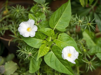 White Portulaca