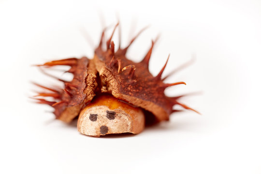 Igel basteln mit Kastanien und Eicheln im Herbst