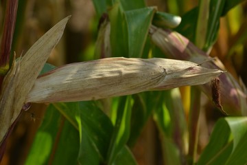 Closeup photograph of a nearly mature maize ear on a stalk in a field. 