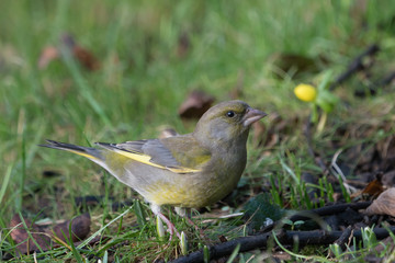 European greenfinch female bird standing on the lawn looking to the right