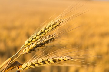 Closeup of a Barley / Wheat Plant