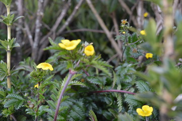 Vegetation during the trail to Mount Kinabalu
