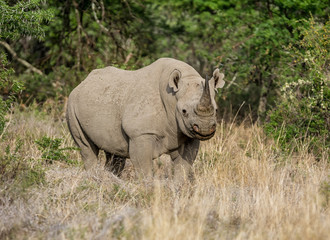 Fototapeta premium Black Rhinoceros