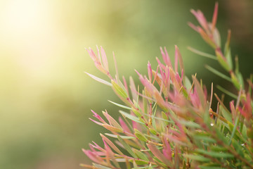 Closeup red and green leaf in garden with sunlight