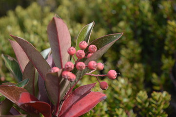 Vegetation during the trail to Mount Kinabalu