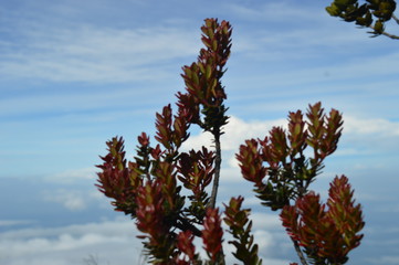 Vegetation during the trail to Mount Kinabalu
