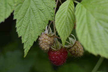 raspberry