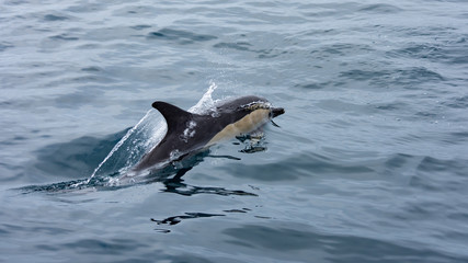 Naklejka premium dolphin