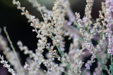 Background of flowers frame, Beautiful flower for background.