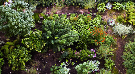 Flower garden, top view