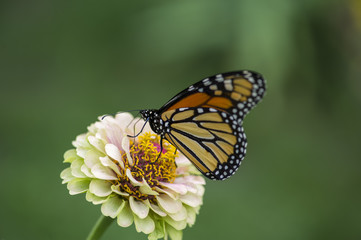Monarch butterfly