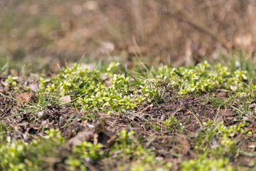 First spring plants