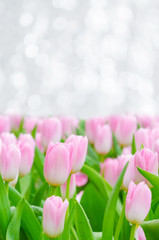 Obraz premium Beautiful pink tulips in garden, Rayong Thailand.